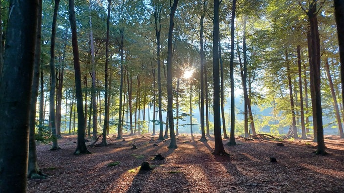 Ausritt in die Metelener Heide im Kreis Steinfurt