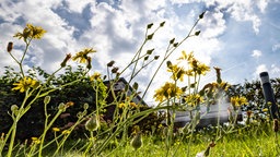 Duisburg: Löwenzahn blüht auf einer Wiese bei Sonnenschein und mit Wolken am Himmel