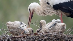 Störche sitzen im Nest