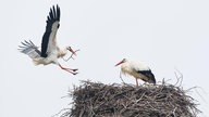 Störche sitzen im Nest