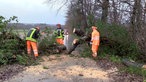 Einsatzkräfte der Feuerwehr zersägen bei Lotte einen auf die Straße gefallenen Baum.