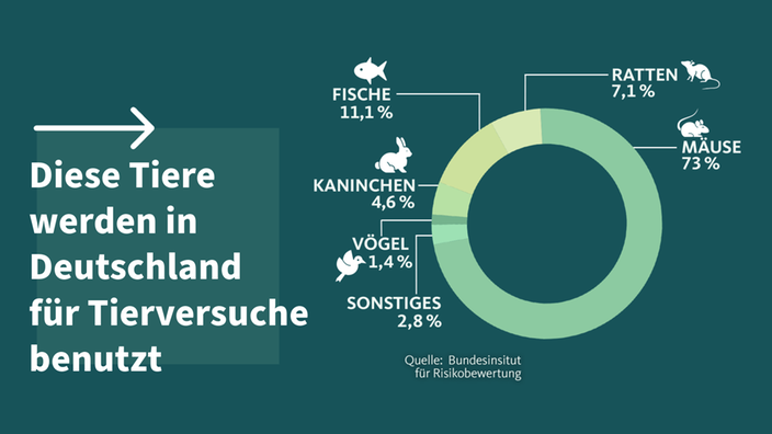 An diesen Tieren werden Tierversuche durchgeführt. Mit Grafik, die verschiedene Versuchstiere aufzählt.