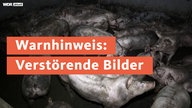 Schweinemastbetrieb