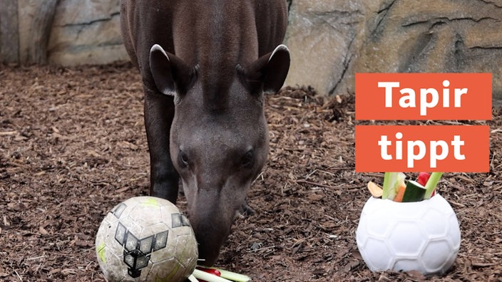 TN - Tapir tippt