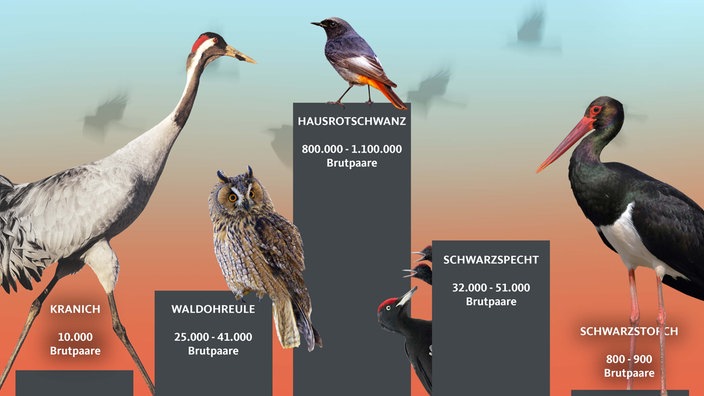 Vogel des Jahres: Die Top 5 und die Anzahl der Brutpaare deutschlandweit