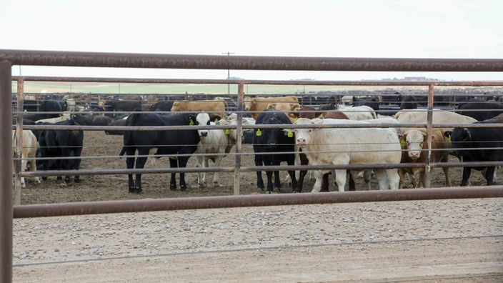 Rinder in Texas haben Vogelgrippenvirus.