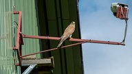 Ein Turmfalke sitzt vor einer Webcam.