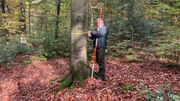 Lutz Jaschke, Sachgebietsleiter Großrauminventuren, Wald und Holz NRW, vermisst einen Baum