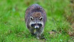 Waschbär im Wald 