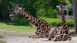 Die beiden Giraffen liegen in ihrem Gehege