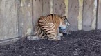 Die Tigermutter mit dem Nachwuchs