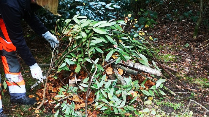 Eine Frau bedeckt einen Haufen aus Laub und Holz mit Ästen