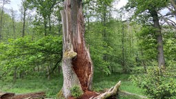 Ein etwas zerborstener Baum im Nationalpark Arnsberger Wald