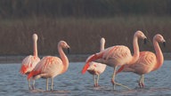 Flamingos des Zwillbrocker Venn in Nahaufnahme.