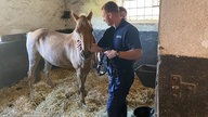 Ein Feuerwehrmann kümmert sich um ein Pferd in einem Stall.