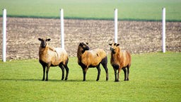 Drei braune Schafe stehen auf dem Feld