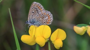 Ein Schmetterling sitzt auf einer gelben Blume