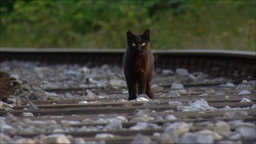 Eine Braune Katze steht auf einem Bahngleis und schaut Richtung Kamera