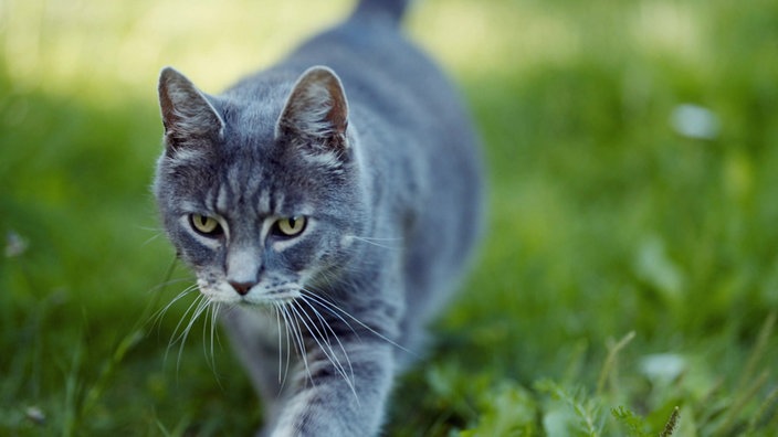 Eine graue Katze läuft im Gras und schaut dabei nach vorne