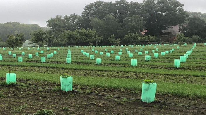 Eine Plantage mit Setzlingen 