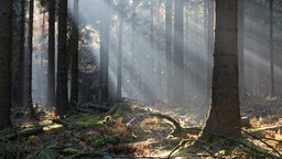 Sonnenstrahlen fallen auf das Unterholz.