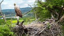 Seeadler sitzt neben dem Nest seiner Jungen