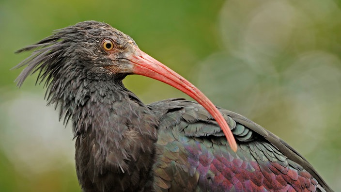 Ein Waldrapp mit seinem langen, krummen, roten Schnabel und schwarz-lila-grün schimmerndem Federkleid.