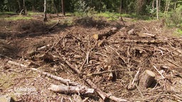 Baumstämme und Holz in einem Wald