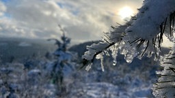 Tannenzweig mit Schnee in der Wintersonne