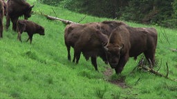 Gruppe von Wisenten