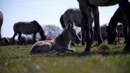 Wildpferd Fohlen liegt auf der Wiese 