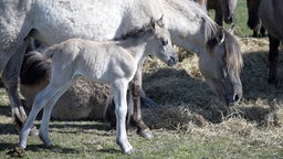 Wilpferd mit Fohlen am grasen 