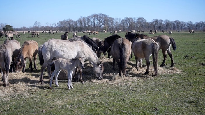 Wildpferde Herde am grasen