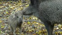 Zwei Wildschweine sind in einem Wald.