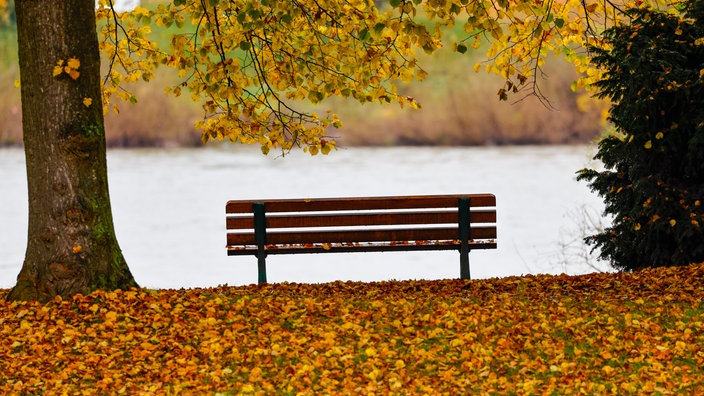 Eine Bank steht unter einem Baum im Herbstlaub