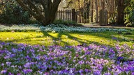 Holger Piel gefallen die Krokusse im Botanischen Garten Gütersloh.