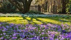 Holger Piel gefallen die Krokusse im Botanischen Garten Gütersloh.