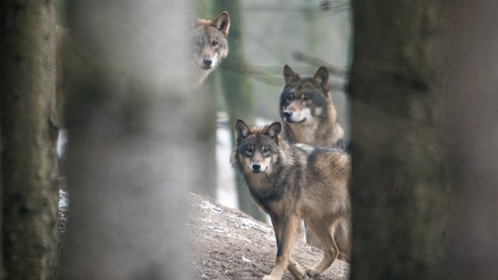 Drei Wölfe im Wald