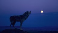 Wolf heult den Mond an