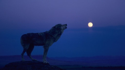 Wolf heult den Mond an