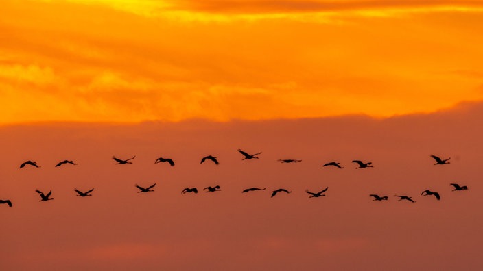 16.10.2022, Mecklenburg-Vorpommern, Zingst: Kraniche ziehen nach Sonnenuntergang zu den Schlafplätzen in den Boddengewässern zwischen der Halbinsel Fischland-Darß-Zingst und dem Festland