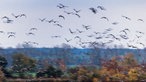 25.10.2022, Mecklenburg-Vorpommern, Friedrichsmoor: Gänse und Enten fliegen über die Fischteiche im Naturschutzgebiet Lewitz