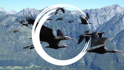 Ein Schwarm von Waldrappen fliegt in Tirol. Der Waldrapp soll mithilfe eines EU-Projekts im Alpenraum wieder heimisch werden.