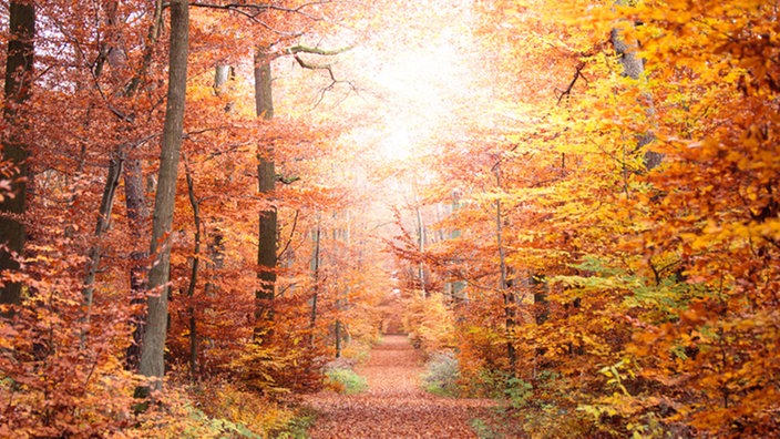 Leuchtend buntes Laub in herbstlichem Wald