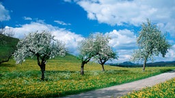 Landschaft in NRW im Frühling - Landstraße mit blühenden Obstbäumen