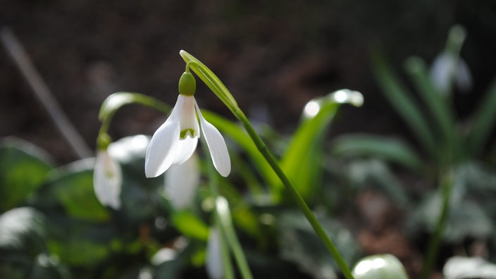 Schneeglöckchen im Februar 