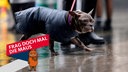 Ein Hund wird bei Regenwetter mit einem Regenmäntelchen an der Hundeleine durch die Stadt geführt.