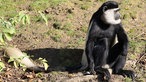 Allwetterzoo Münster: Mantelaffe (Guereza) 