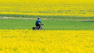 Ein Fahrradfahrer fährt durch ein blühendes Rapsfeld