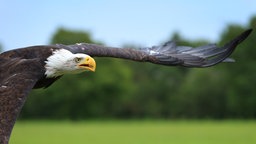 Weißkopfseeadler